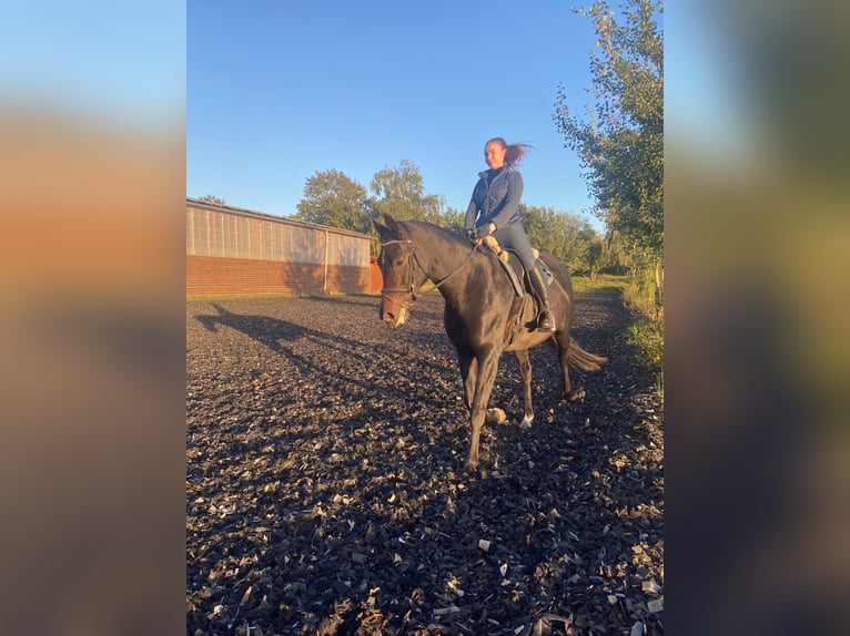 Koń oldenburski Klacz 10 lat 165 cm Ciemnogniada in Fehrbellin Protzen