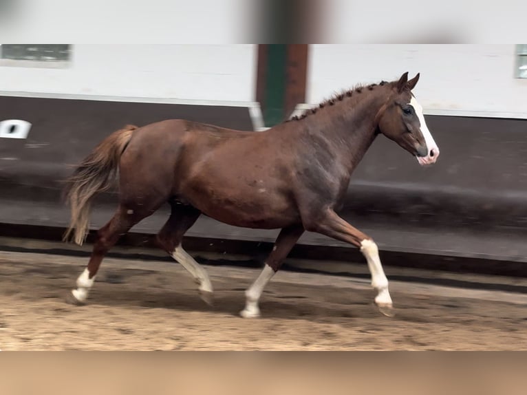 Koń oldenburski Klacz 10 lat 165 cm Ciemnokasztanowata in Bramsche