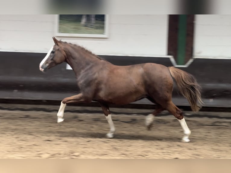 Koń oldenburski Klacz 10 lat 165 cm Ciemnokasztanowata in Bramsche