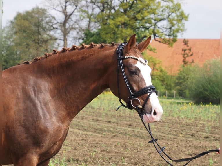 Koń oldenburski Klacz 10 lat 165 cm Ciemnokasztanowata in Bramsche