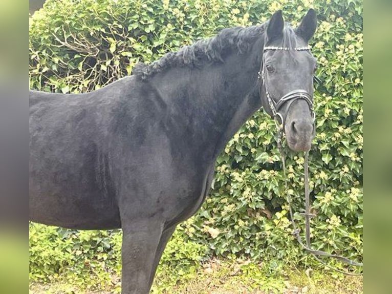 Koń oldenburski Klacz 10 lat 165 cm Kara in Sonnefeld