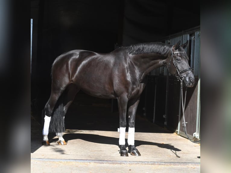 Koń oldenburski Klacz 10 lat 165 cm Kara in Geilenkirchen