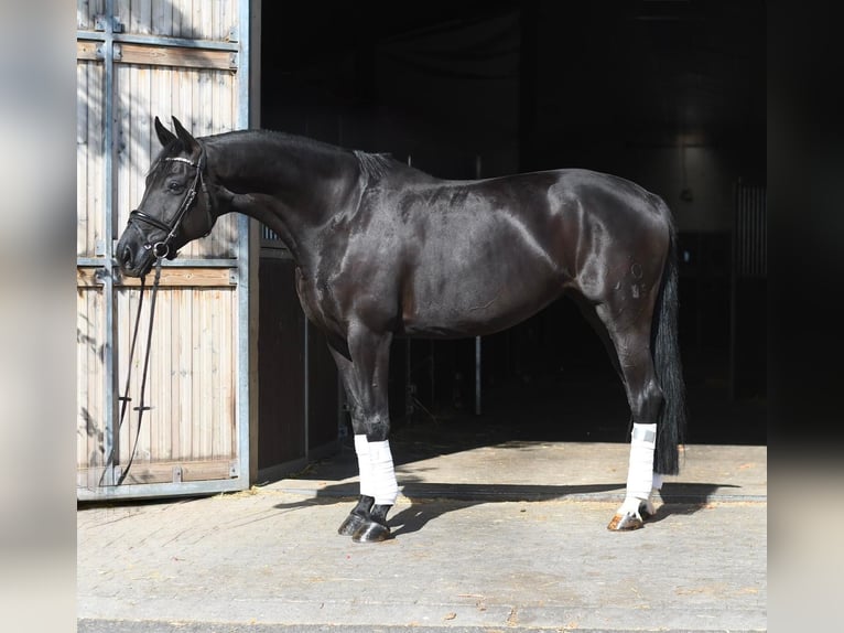 Koń oldenburski Klacz 10 lat 165 cm Kara in Thorn