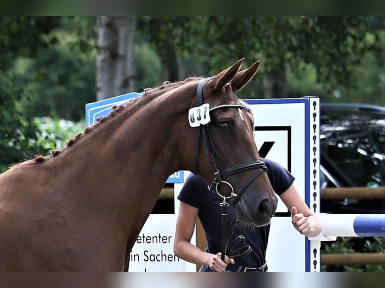 Koń oldenburski Klacz 10 lat 165 cm Kasztanowata in Wittmund