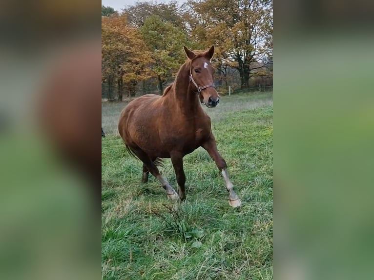 Koń oldenburski Klacz 10 lat 165 cm Kasztanowata in Wittmund
