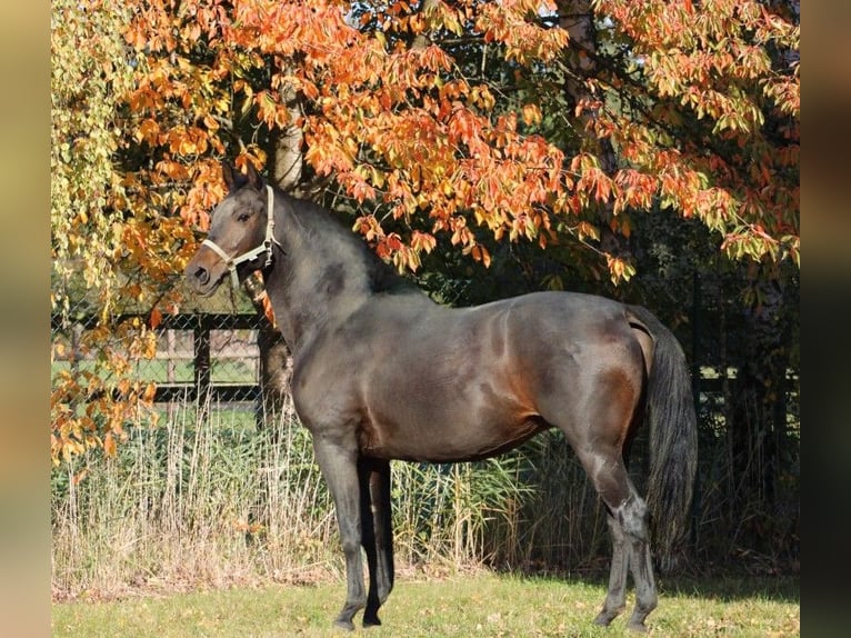 Koń oldenburski Klacz 10 lat 166 cm Ciemnogniada in Radeburg