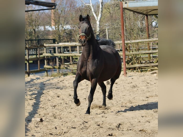 Koń oldenburski Klacz 10 lat 166 cm Ciemnogniada in Radeburg