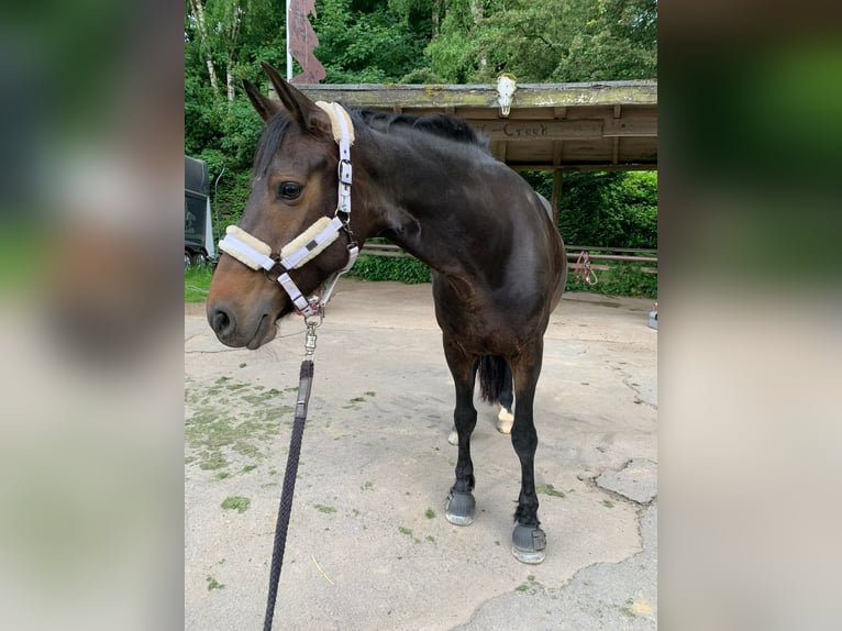 Koń oldenburski Mix Klacz 10 lat 166 cm Ciemnogniada in Bad Oldesloe