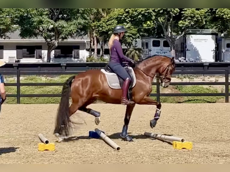 Koń oldenburski Klacz 10 lat 166 cm Ciemnokasztanowata in Münster