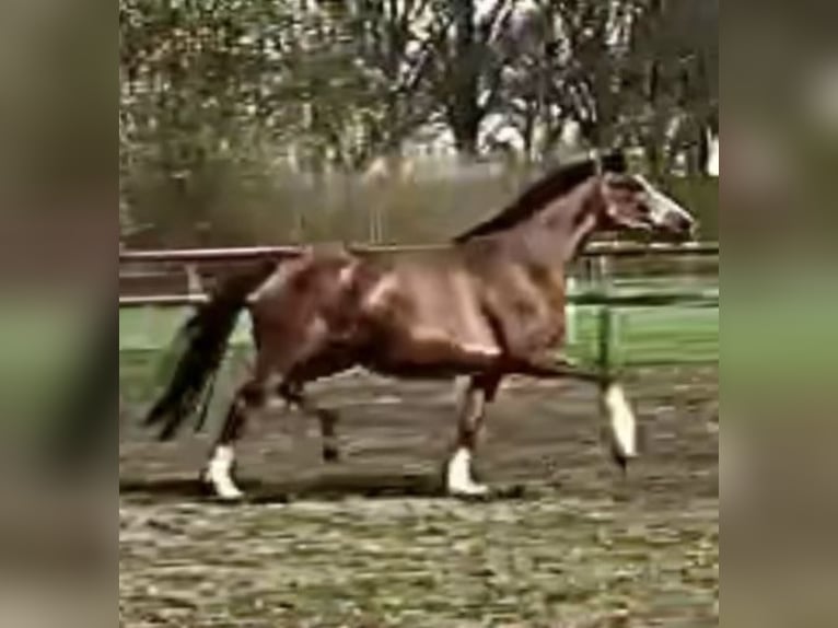 Koń oldenburski Klacz 10 lat 166 cm Ciemnokasztanowata in Münster