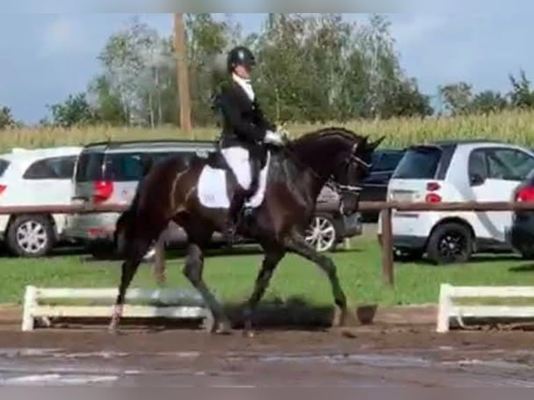 Koń oldenburski Klacz 10 lat 167 cm Ciemnogniada in Gilten