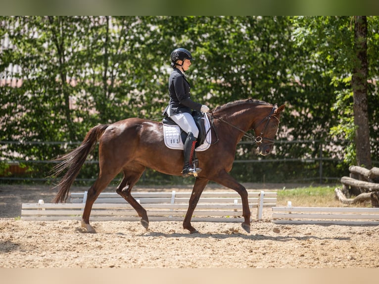 Koń oldenburski Klacz 10 lat 167 cm Ciemnokasztanowata in Münchberg