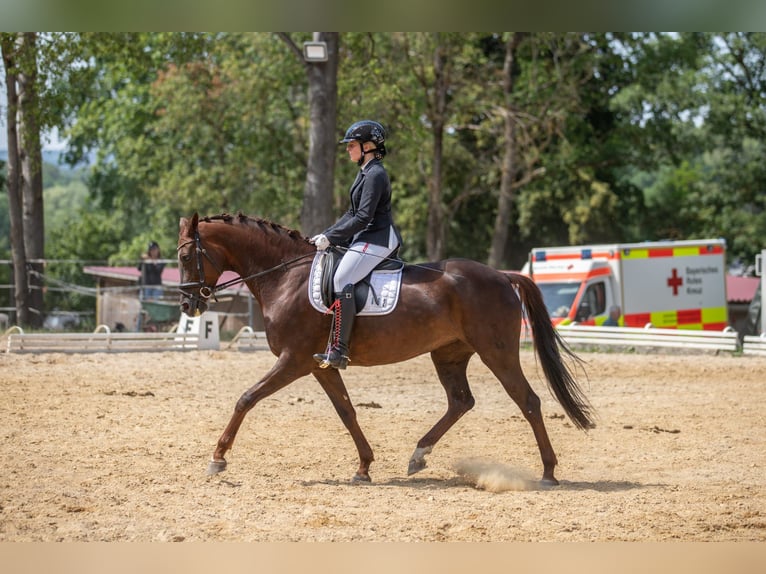 Koń oldenburski Klacz 10 lat 167 cm Ciemnokasztanowata in Münchberg