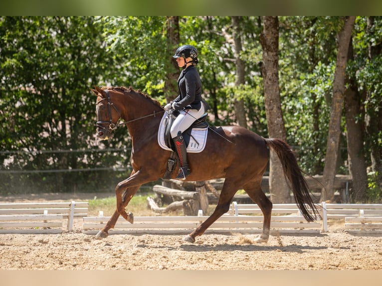 Koń oldenburski Klacz 10 lat 167 cm Ciemnokasztanowata in Münchberg