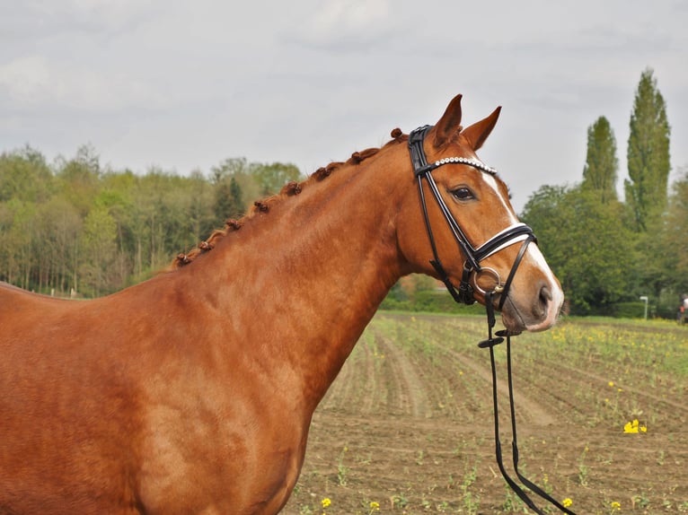 Koń oldenburski Klacz 10 lat 167 cm Kasztanowata in Bramsche