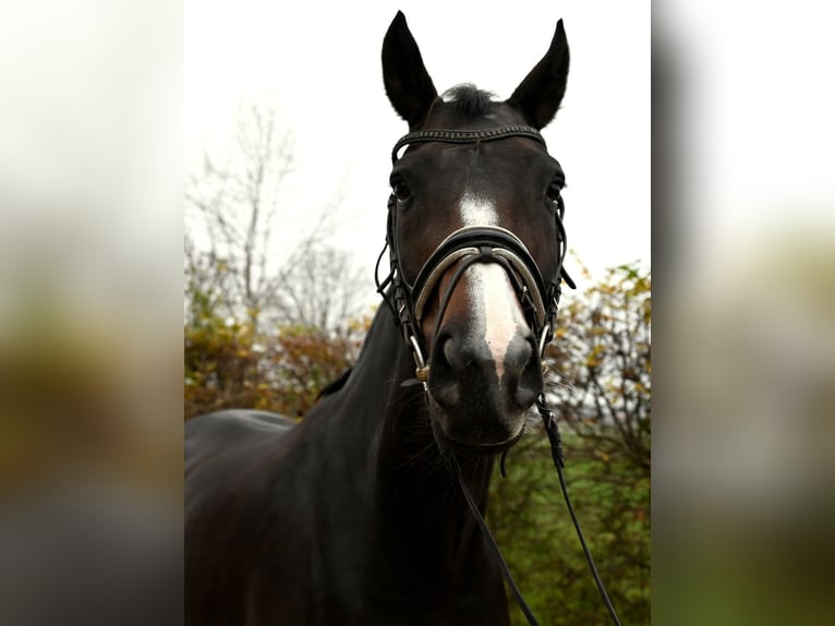 Koń oldenburski Klacz 10 lat 168 cm Ciemnogniada in Karlsfeld