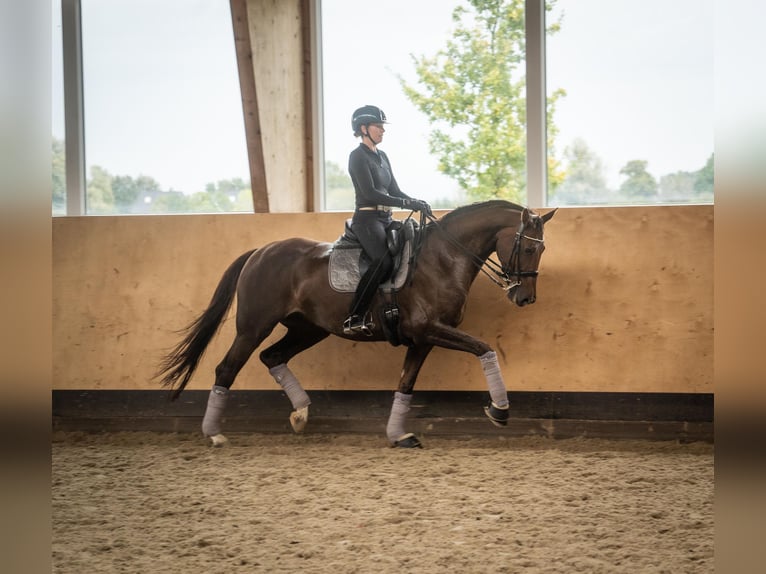 Koń oldenburski Klacz 10 lat 168 cm Ciemnokasztanowata in Moorrege