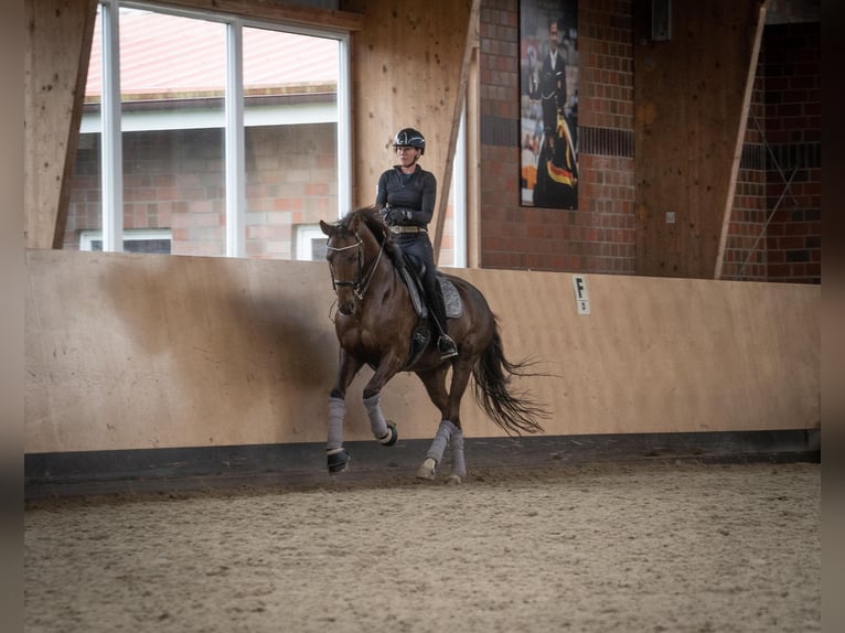 Koń oldenburski Klacz 10 lat 168 cm Ciemnokasztanowata in Moorrege