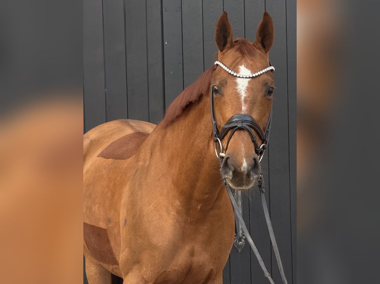 Koń oldenburski Klacz 10 lat 168 cm Ciemnokasztanowata in Werder