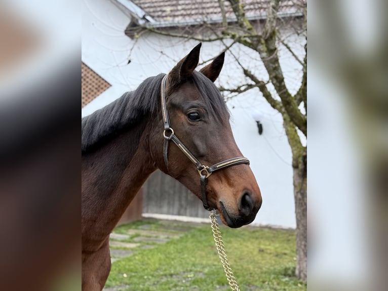 Koń oldenburski Klacz 10 lat 168 cm Gniada in Haag am Hausruck