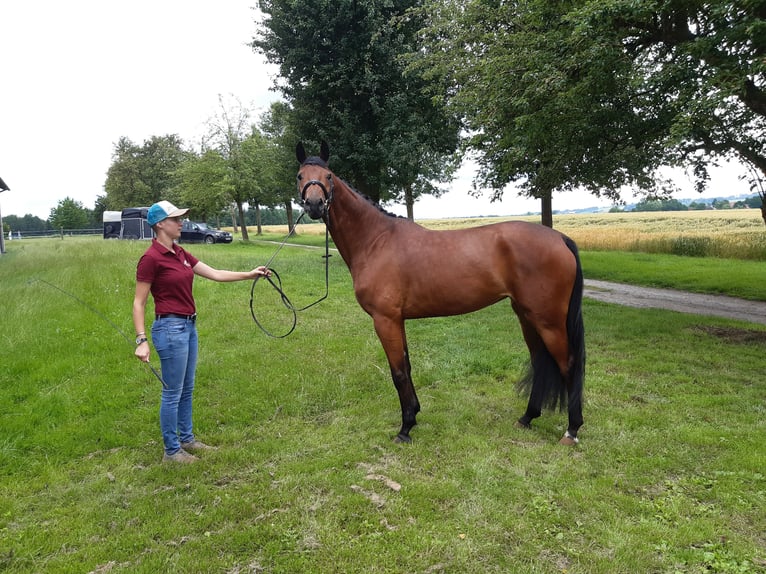 Koń oldenburski Klacz 10 lat 168 cm Gniada in Mengkofen