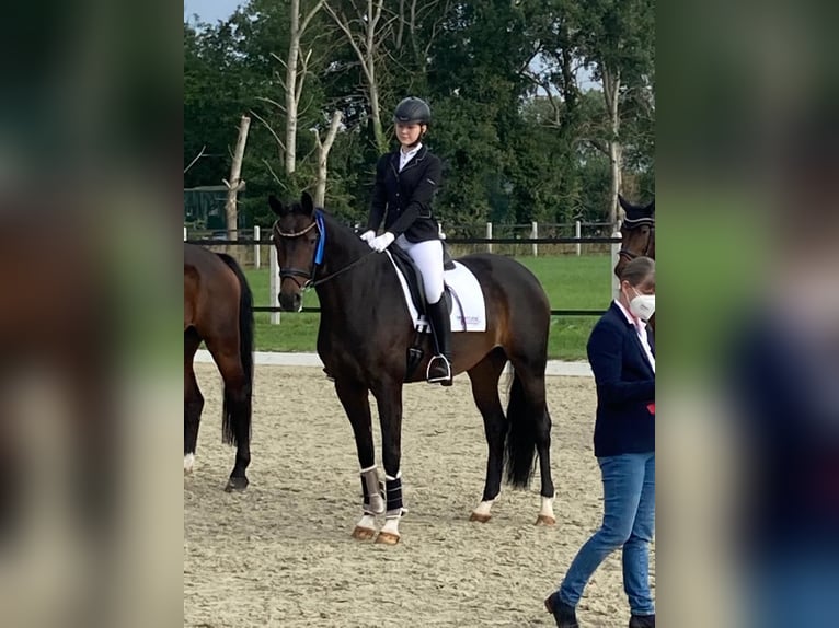 Koń oldenburski Klacz 10 lat 168 cm Gniada in Neuenkirchen-Vörden