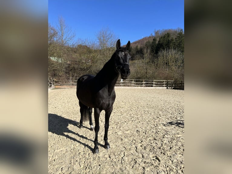Koń oldenburski Klacz 10 lat 168 cm Kara in Lennestadt