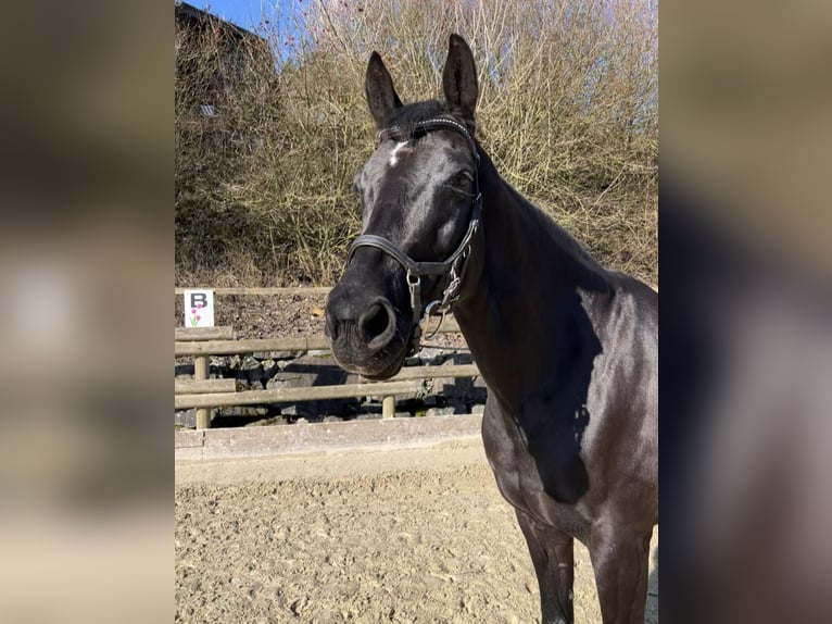 Koń oldenburski Klacz 10 lat 168 cm Kara in Lennestadt