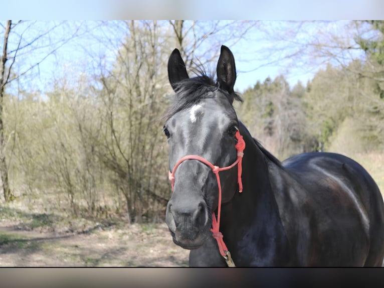 Koń oldenburski Klacz 10 lat 168 cm Kara in Lennestadt