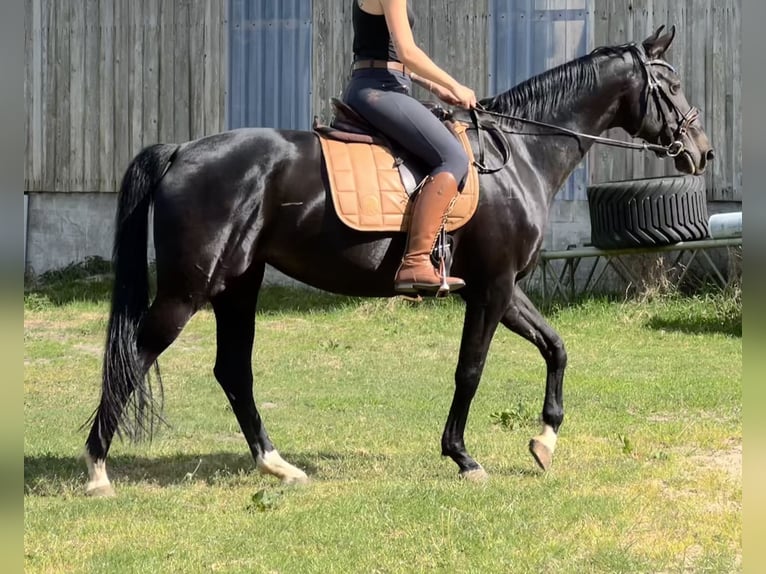 Koń oldenburski Klacz 10 lat 168 cm Kara in Schiffdorf