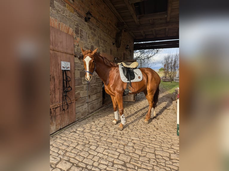 Koń oldenburski Klacz 10 lat 168 cm Kasztanowata in Querfurt