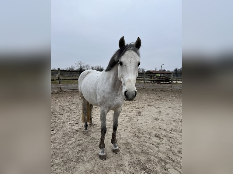 Koń oldenburski Klacz 10 lat 168 cm Siwa in ANDOLSHEIM