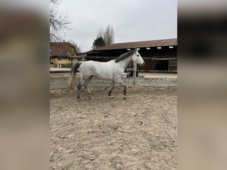 Koń oldenburski Klacz 10 lat 168 cm Siwa in ANDOLSHEIM