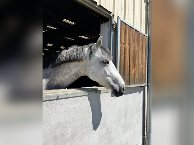 Koń oldenburski Klacz 10 lat 168 cm Siwa in ANDOLSHEIM