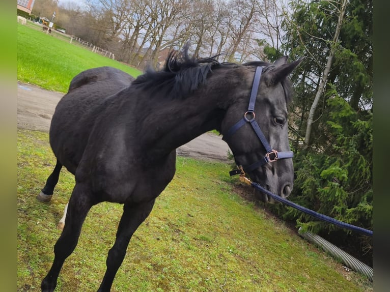 Koń oldenburski Klacz 10 lat 168 cm Skarogniada in Sögel