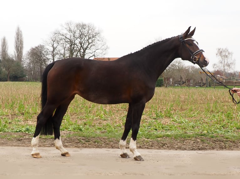 Koń oldenburski Klacz 10 lat 169 cm Ciemnogniada in Bramsche