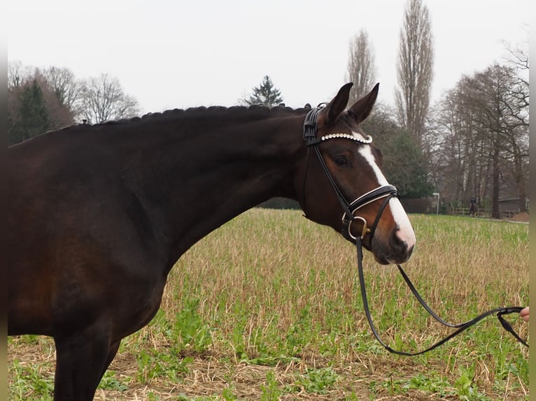 Koń oldenburski Klacz 10 lat 169 cm Ciemnogniada in Bramsche