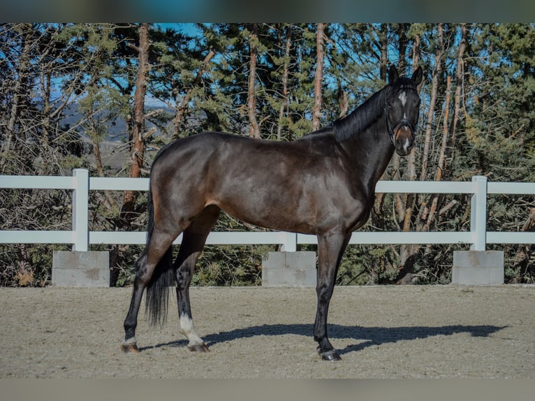 Koń oldenburski Klacz 10 lat 170 cm Ciemnogniada in El Molar