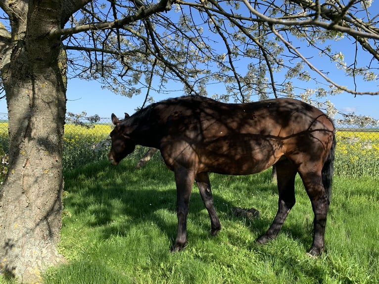 Koń oldenburski Klacz 10 lat 170 cm Gniada in Rohrsheim