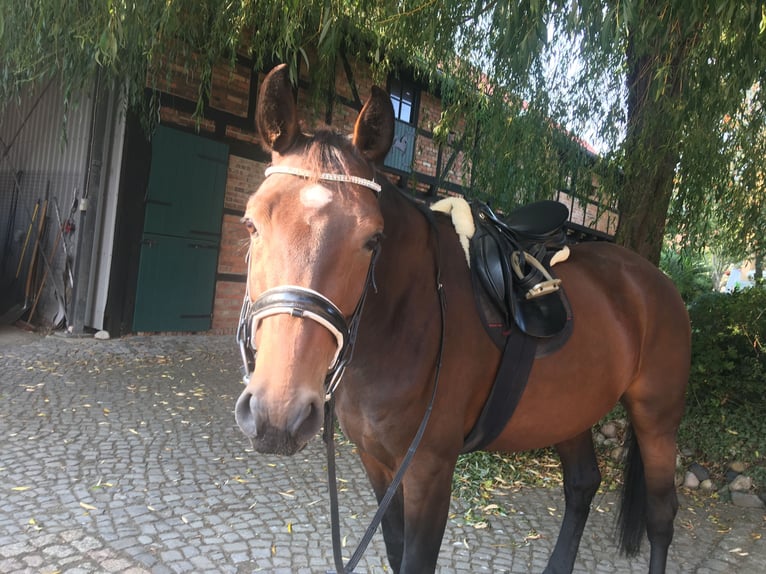 Koń oldenburski Klacz 10 lat 170 cm Gniada in Rohrsheim