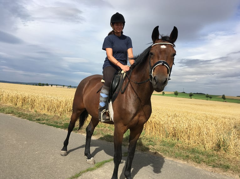 Koń oldenburski Klacz 10 lat 170 cm Gniada in Rohrsheim