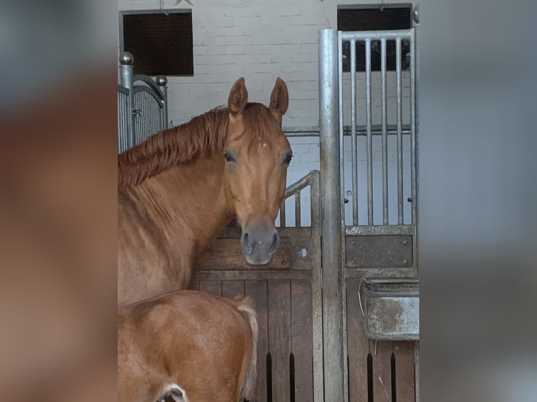 Koń oldenburski Klacz 10 lat 170 cm Kasztanowata in Homberg (Ohm)