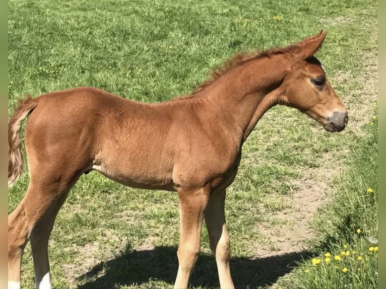 Koń oldenburski Klacz 10 lat 170 cm Kasztanowata in Homberg (Ohm)