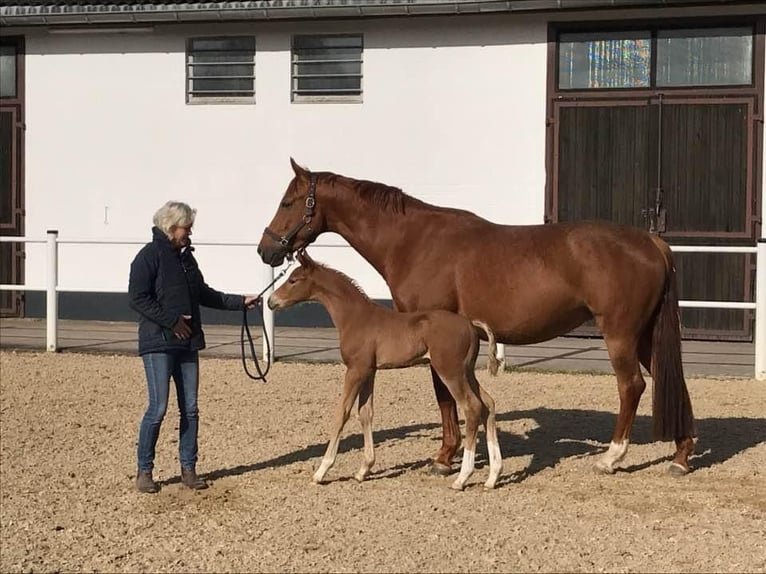 Koń oldenburski Klacz 10 lat 170 cm Kasztanowata in Homberg (Ohm)