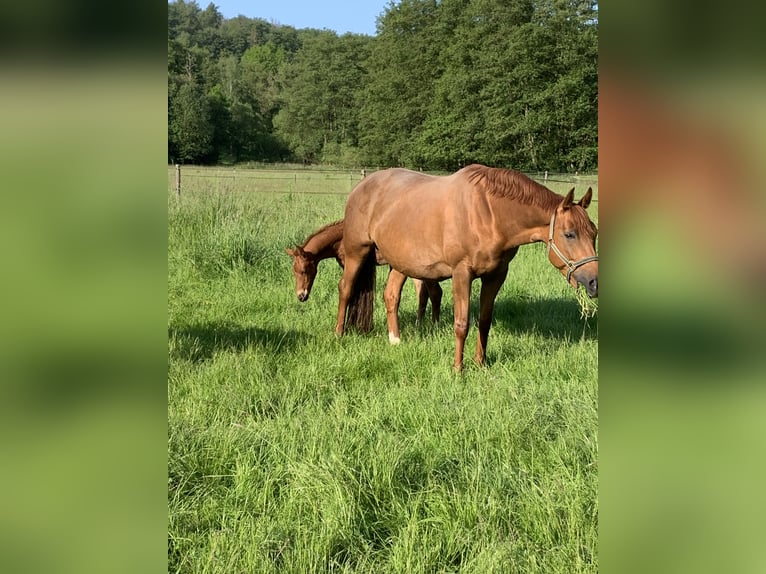 Koń oldenburski Klacz 10 lat 170 cm Kasztanowata in Homberg (Ohm)