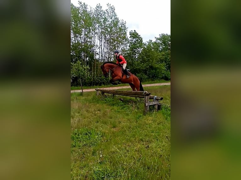 Koń oldenburski Klacz 10 lat 171 cm Gniada in Papenburg