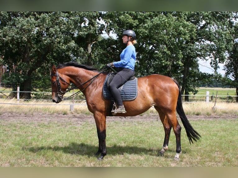 Koń oldenburski Klacz 10 lat 171 cm Gniada in Papenburg