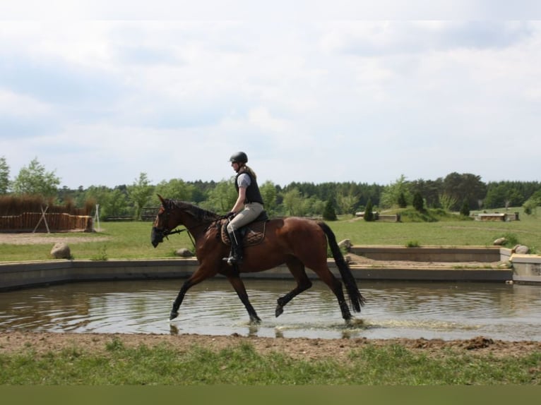 Koń oldenburski Klacz 10 lat 171 cm Gniada in Papenburg