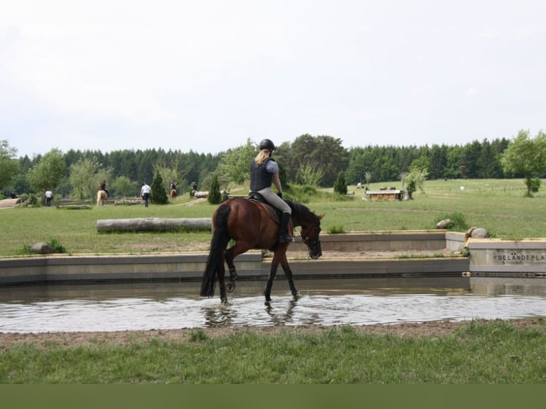 Koń oldenburski Klacz 10 lat 171 cm Gniada in Papenburg