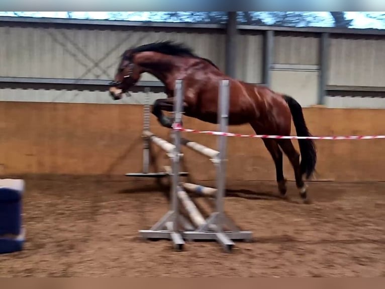 Koń oldenburski Klacz 10 lat 171 cm Gniada in Papenburg